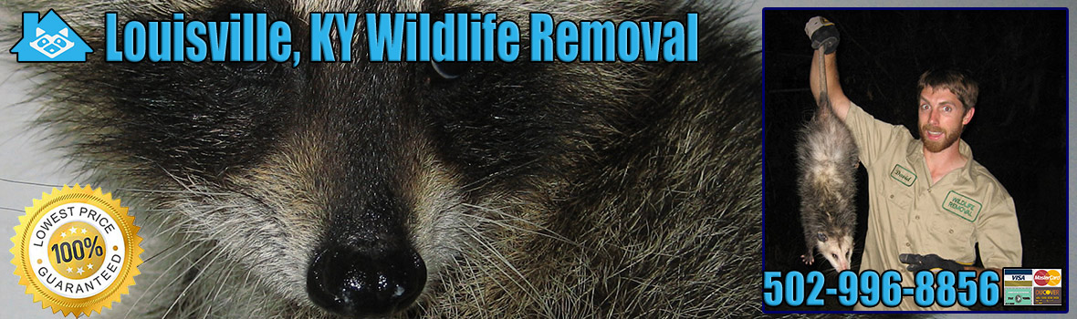 Louisville Wildlife and Animal Removal